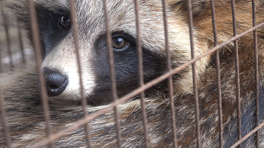 View of How Faux Fur is Protecting our Animals – ecofo.com